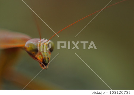 獲物を狙うオオカマキリ 105120753