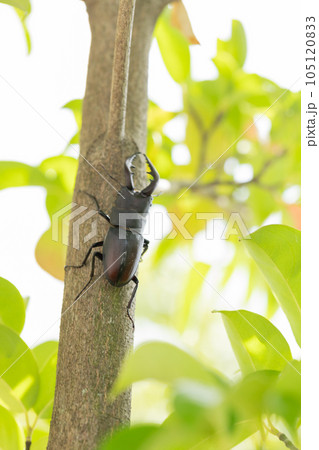 木に登るクワガタ stag beetle climbing a tree 木に登るクワガタ stag beetle climbing a tree 105120833