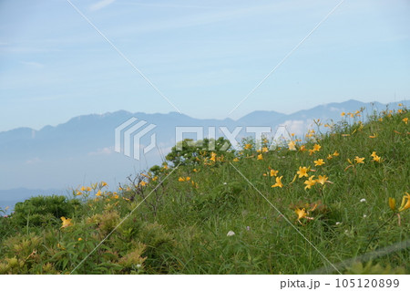ニッコウキスゲ見ごろ霧ケ峰高原 105120899
