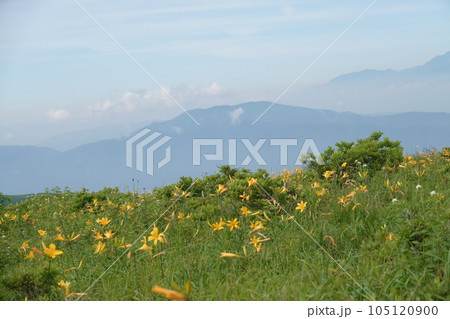 ニッコウキスゲ見ごろ霧ケ峰高原 105120900
