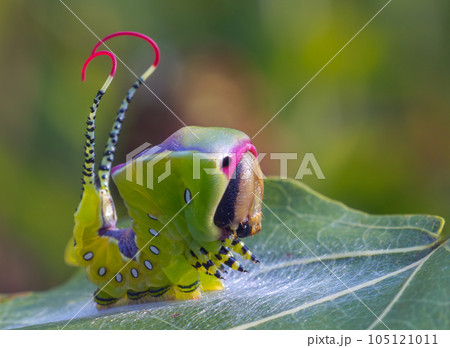 Beautiful caterpillar in a frightening pose, unique animal behaviour Beautiful caterpillar in a frightening pose, unique animal behaviour 105121011