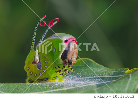 Beautiful caterpillar in a frightening pose, unique animal behaviour Beautiful caterpillar in a frightening pose, unique animal behaviour 105121012