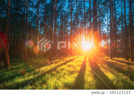 Sunset Sunrise Sun Sunshine In Sunny Summer Coniferous Forest. Sunlight Sunbeams Through Woods In Forest Landscape 105121133