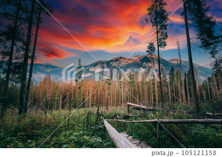 Sunset time, Hiking Trail In Summer Tatra Mountains Forest Landscape. Beautiful Scenic View In Sunset Time. UNESCO's World Network of Biosphere Reserves 105121158