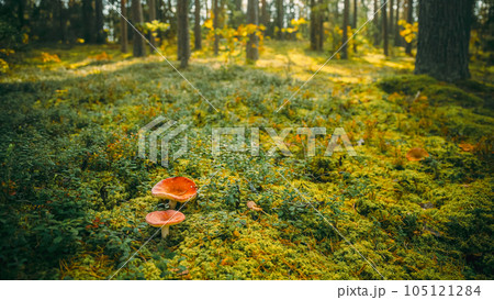 Belarus, Europe. Time lapse mushroom. Russula emetica - sickener, emetic russula, or vomiting russula, is a basidiomycete mushroom. Autumn Forest. Conditionally edible fungus. Sunshine In Sunny Autumn 105121284
