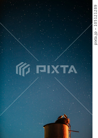 Night Clear Sky. Storks Sit On A Water Tower. Starry Sky At Night. Night Romance Concept. Family, Relationships. Two Adult European White Storks - Ciconia Ciconia Sit On A Water Tower. Belarusian 105121289