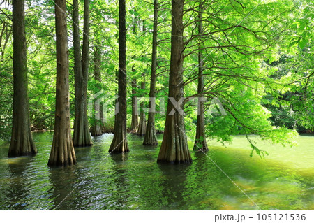 篠栗九大の森 105121536