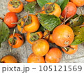 おいしそうな柿の実 105121569