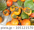 おいしそうな柿の実 105121570