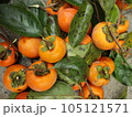 おいしそうな柿の実 105121571