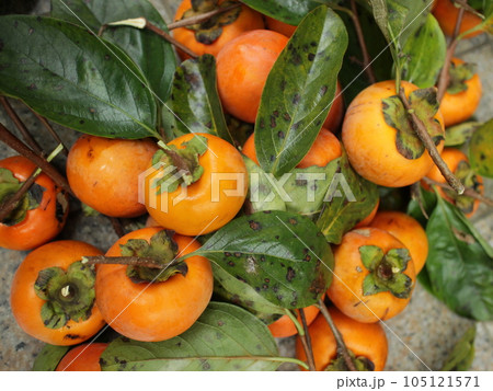 おいしそうな柿の実 105121571