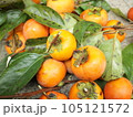 おいしそうな柿の実 105121572