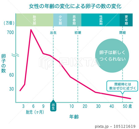 卵子の数の変化　グラフ 105121619