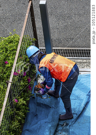生垣を電動の剪定機できれいに刈る女性の植木職人 生垣を電動の剪定機できれいに刈る女性の植木職人 105121883