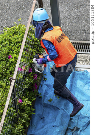 生垣を電動の剪定機できれいに刈る女性の植木職人 生垣を電動の剪定機できれいに刈る女性の植木職人 105121884