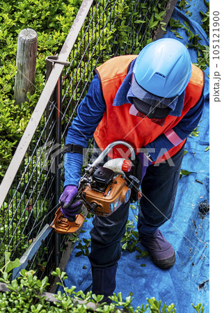 生垣を電動の剪定機できれいに刈る女性の植木職人 生垣を電動の剪定機できれいに刈る女性の植木職人 105121900