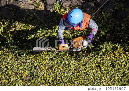 生垣を電動の剪定機できれいに刈る女性の植木職人 105121907