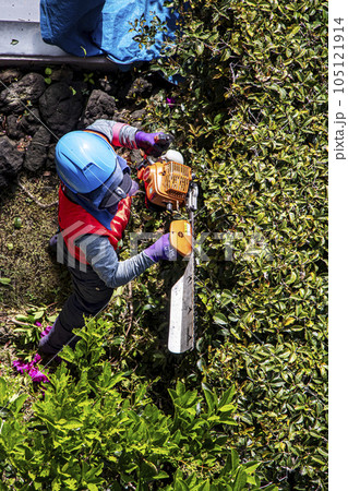 生垣を電動の剪定機できれいに刈る女性の植木職人 105121914