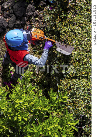 生垣を電動の剪定機できれいに刈る女性の植木職人 105121915