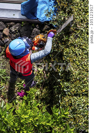 生垣を電動の剪定機できれいに刈る女性の植木職人 生垣を電動の剪定機できれいに刈る女性の植木職人 105121917