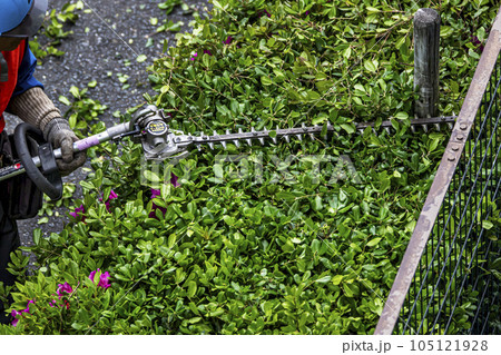 生垣を電動の剪定機できれいに刈る植木職人 105121928