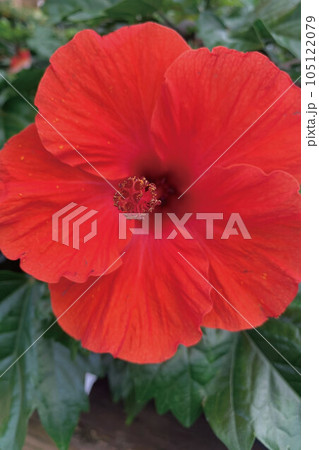 赤いハイビスカス 105122079