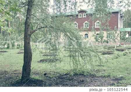 Against the background of a blurred stone building, long branches of a weeping willow. A green tree bent over the green grass on a summer day. High quality photo 105122544