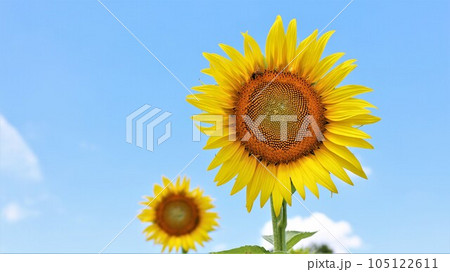 【動画あり】ひまわりと青空 105122611