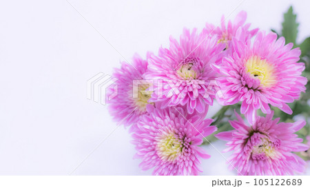 ピンクの洋菊スプレーマムの背景 105122689