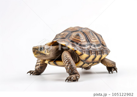 Image of tortoise on white background. Wildlife Animals. Illustration, Generative AI. 105122902