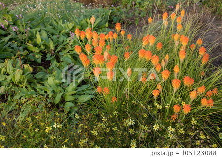 秋の庭に咲くオレンジ色の花　トリトマ 105123088