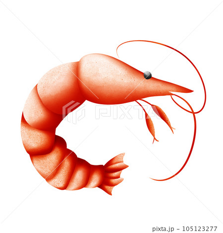 fresh shrimp isolated on white background fresh shrimp isolated on white background 105123277