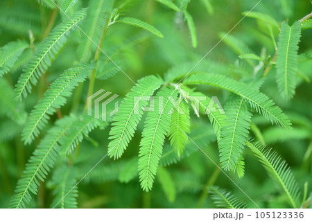 カワラケツメイの羽状複葉 105123336