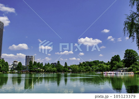 東京都　上野公園　不忍池　ボート池 105123379