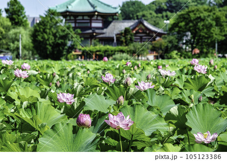 東京都　上野公園　不忍池　蓮の花 105123386