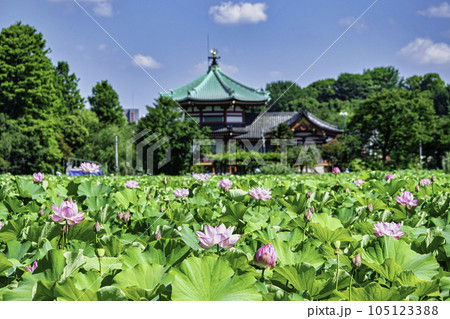 東京都 上野公園 不忍池 蓮の花 東京都 上野公園 不忍池 蓮の花 105123388