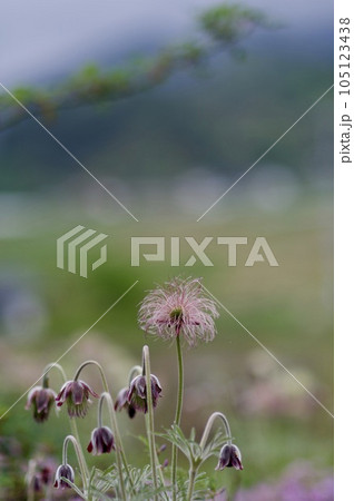 オキナグサ 綿毛 オキナグサ 綿毛 105123438