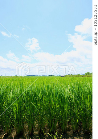 7月中旬の水田 105123531