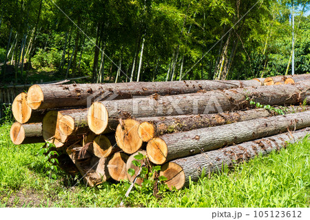 里山に積み上げられた無数の木材 105123612