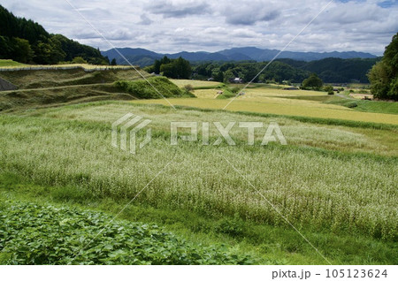 そばの花 稲穂 黄金色 三河内の棚田 そばの花 稲穂 黄金色 三河内の棚田 105123624