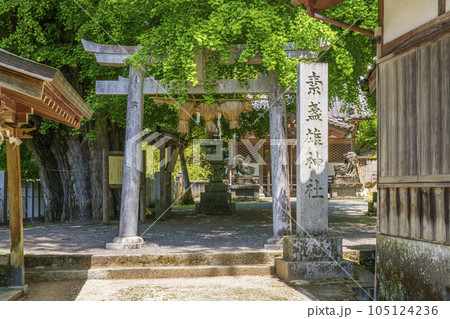素盞雄神社 石鳥居 銀杏の巨樹(奈良県桜井市初瀬) 素盞雄神社 石鳥居 銀杏の巨樹(奈良県桜井市初瀬) 105124236