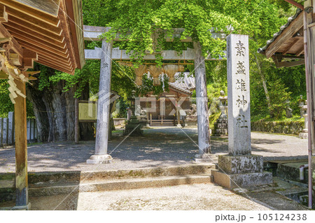 素盞雄神社 銀杏の巨樹(奈良県桜井市初瀬) 素盞雄神社 銀杏の巨樹(奈良県桜井市初瀬) 105124238