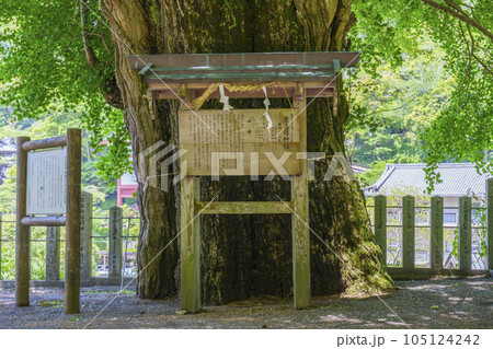 素盞雄神社 初瀬のイチョウの巨樹(奈良県桜井市初瀬) 素盞雄神社 初瀬のイチョウの巨樹(奈良県桜井市初瀬) 105124242