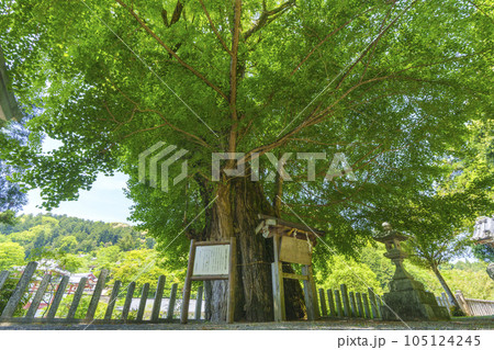 素盞雄神社 初瀬のイチョウの巨樹(奈良県桜井市初瀬) 素盞雄神社 初瀬のイチョウの巨樹(奈良県桜井市初瀬) 105124245