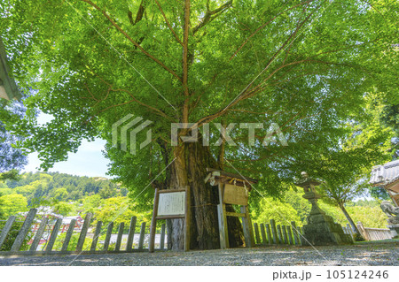 素盞雄神社 初瀬のイチョウの巨樹(奈良県桜井市初瀬) 素盞雄神社 初瀬のイチョウの巨樹(奈良県桜井市初瀬) 105124246