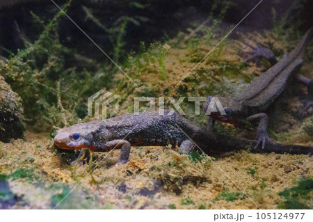 水中のアカハライモリ 105124977