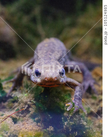 水中のアカハライモリ 105124985