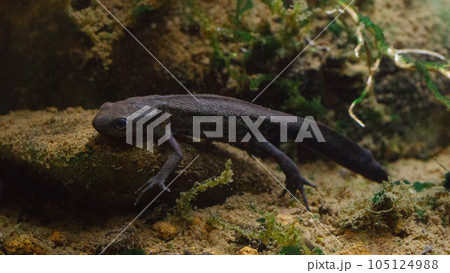 水中のアカハライモリ 105124988