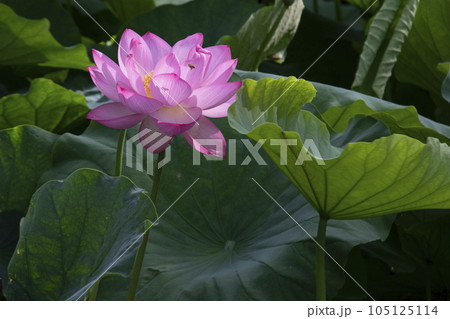 葉の間から覗く蓮の花 105125114