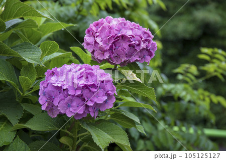 赤い紫陽花 105125127